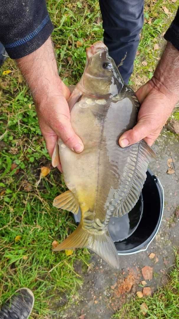 Karp królewski na zarybienie łowisk