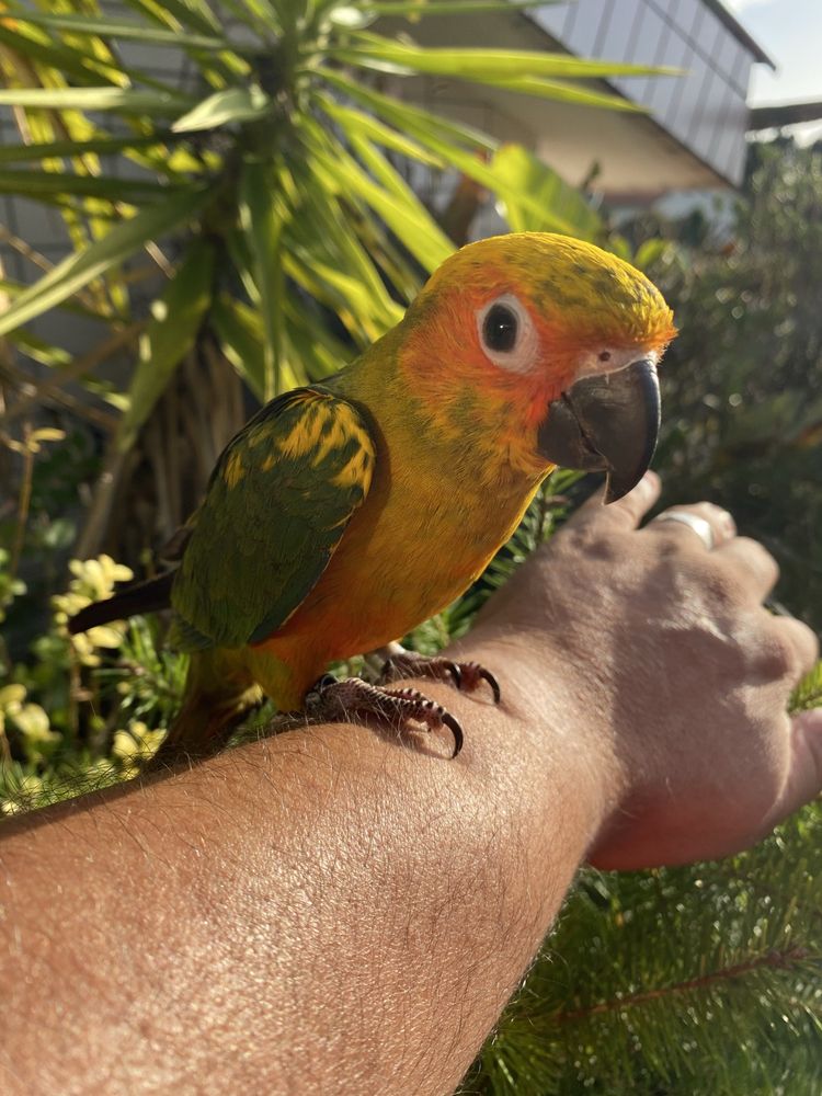 Aratinga do Sol domesticado