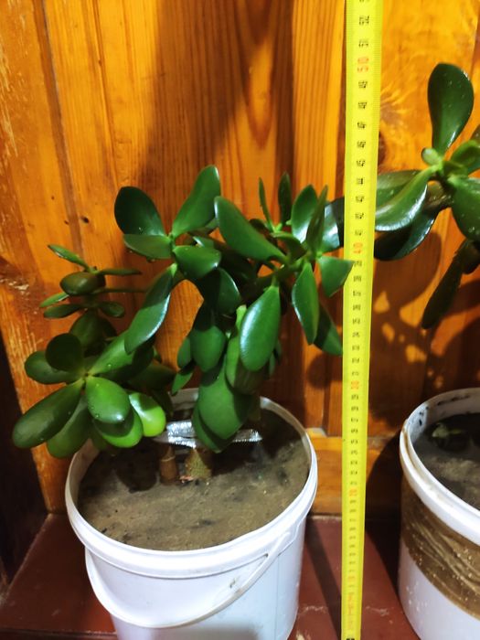 Грошове дерево толстянка