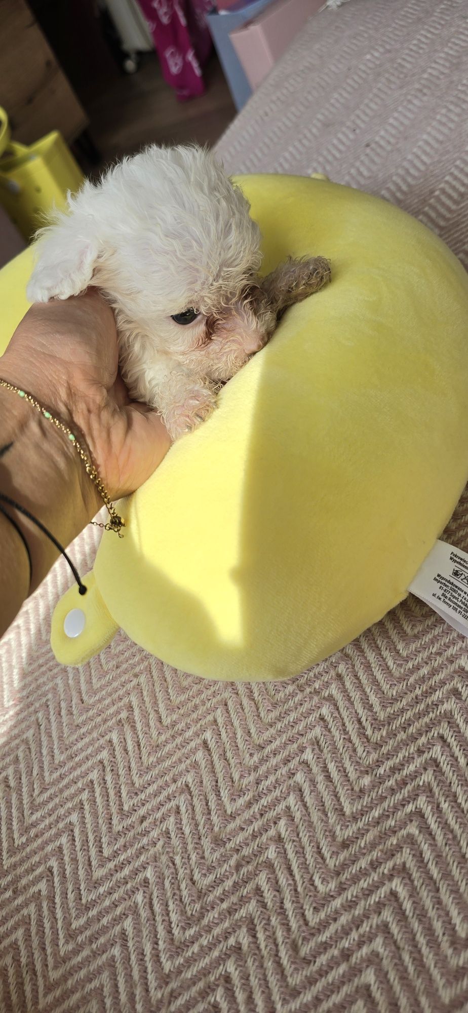 Malutki Maltipoo
