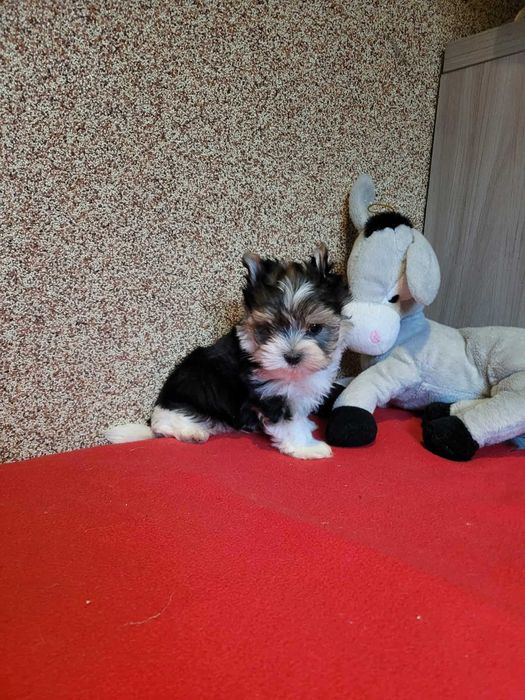 Yorkshireterrier szczeniaczek piesek miniaturka