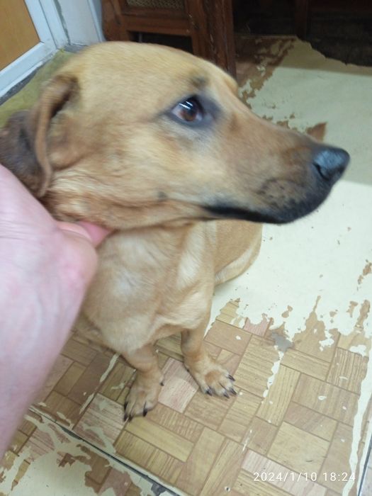 Такса щенки отдам