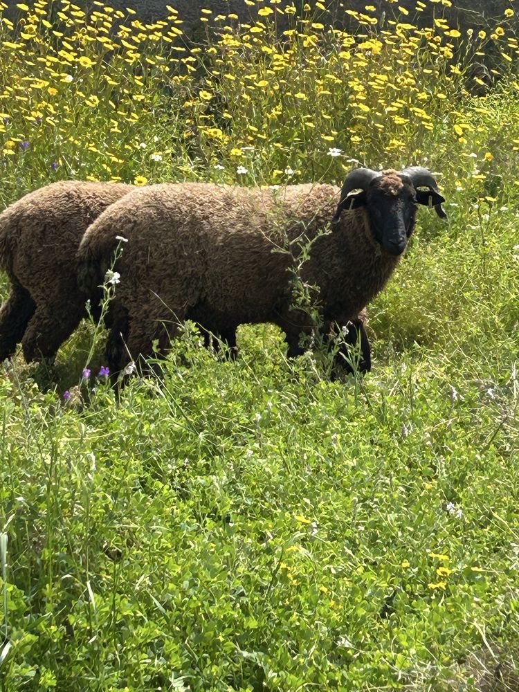 Carneiro merino preto