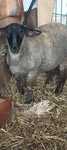 Vendo borregos cruzados de Suffolk r el francès