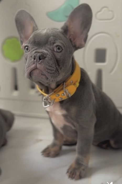 Бульдожкі французькі у ліловому  забарвленні