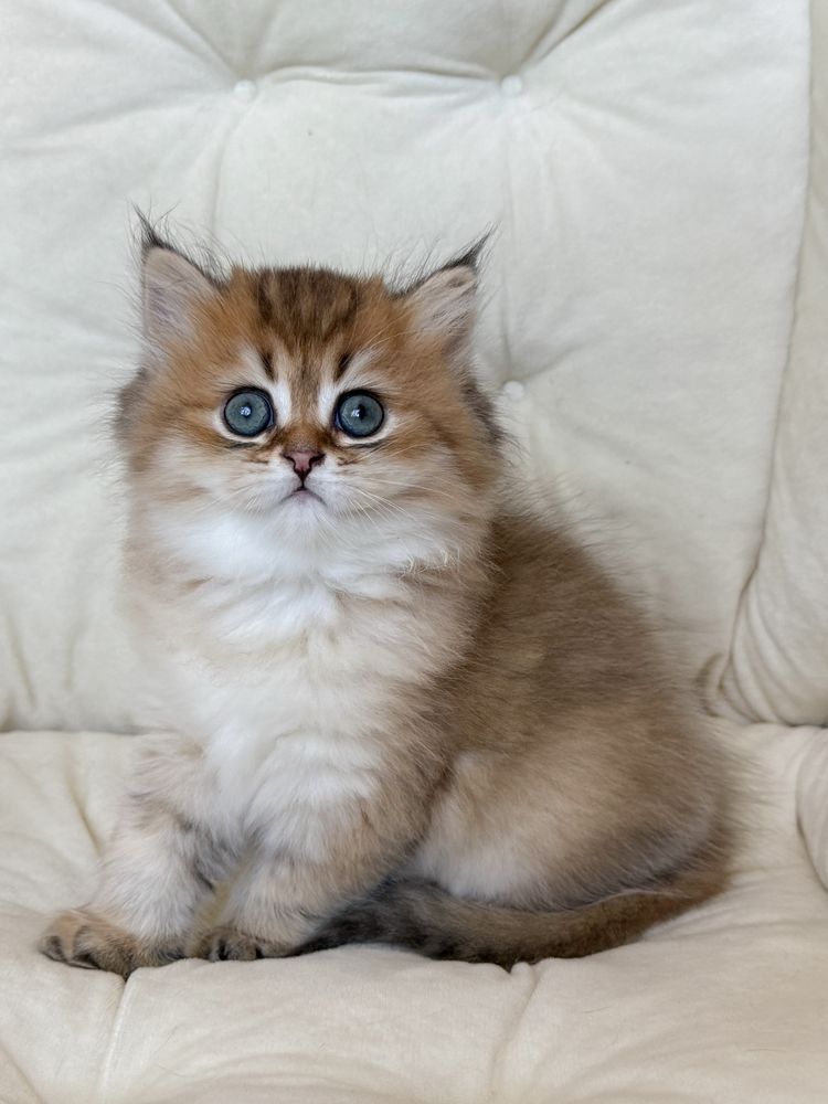 Шотландський котик, scottish straight, шотландські кошенята