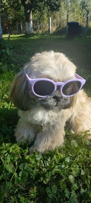 Shih-Tzu IV pok.rod sobolowy mini 3,6 kg