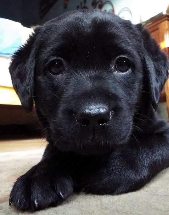 Лабрадор  СРОЧНО! продам щенков