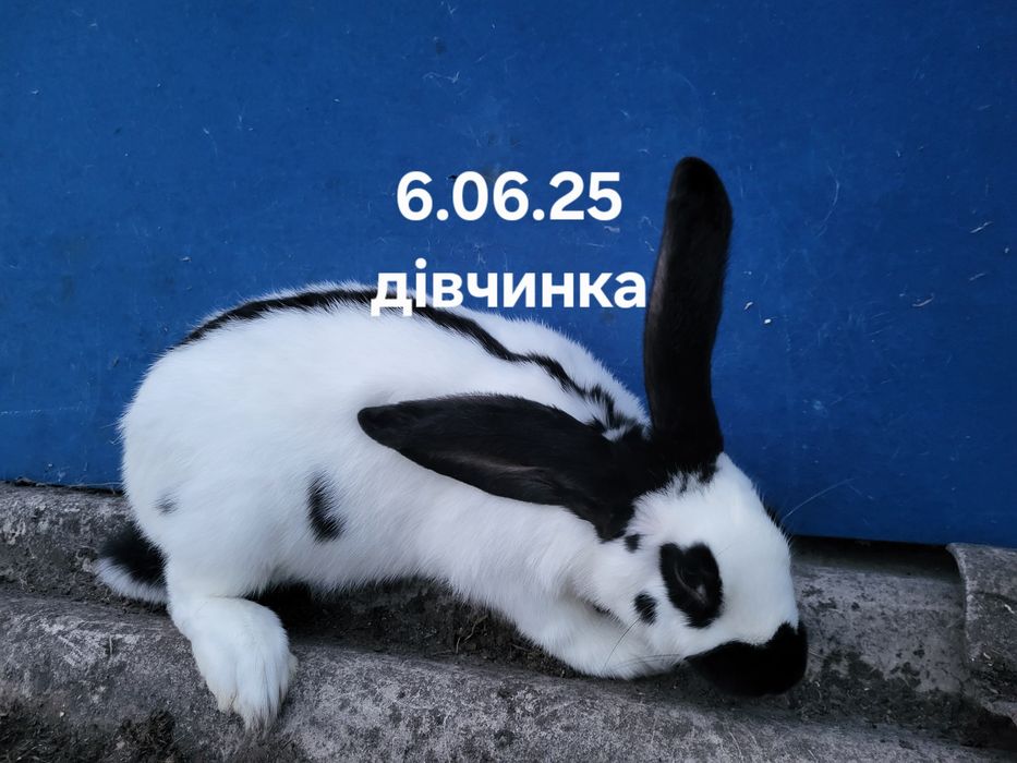 Самка.Самець.Кролі.Німецький строкач.Гаванна