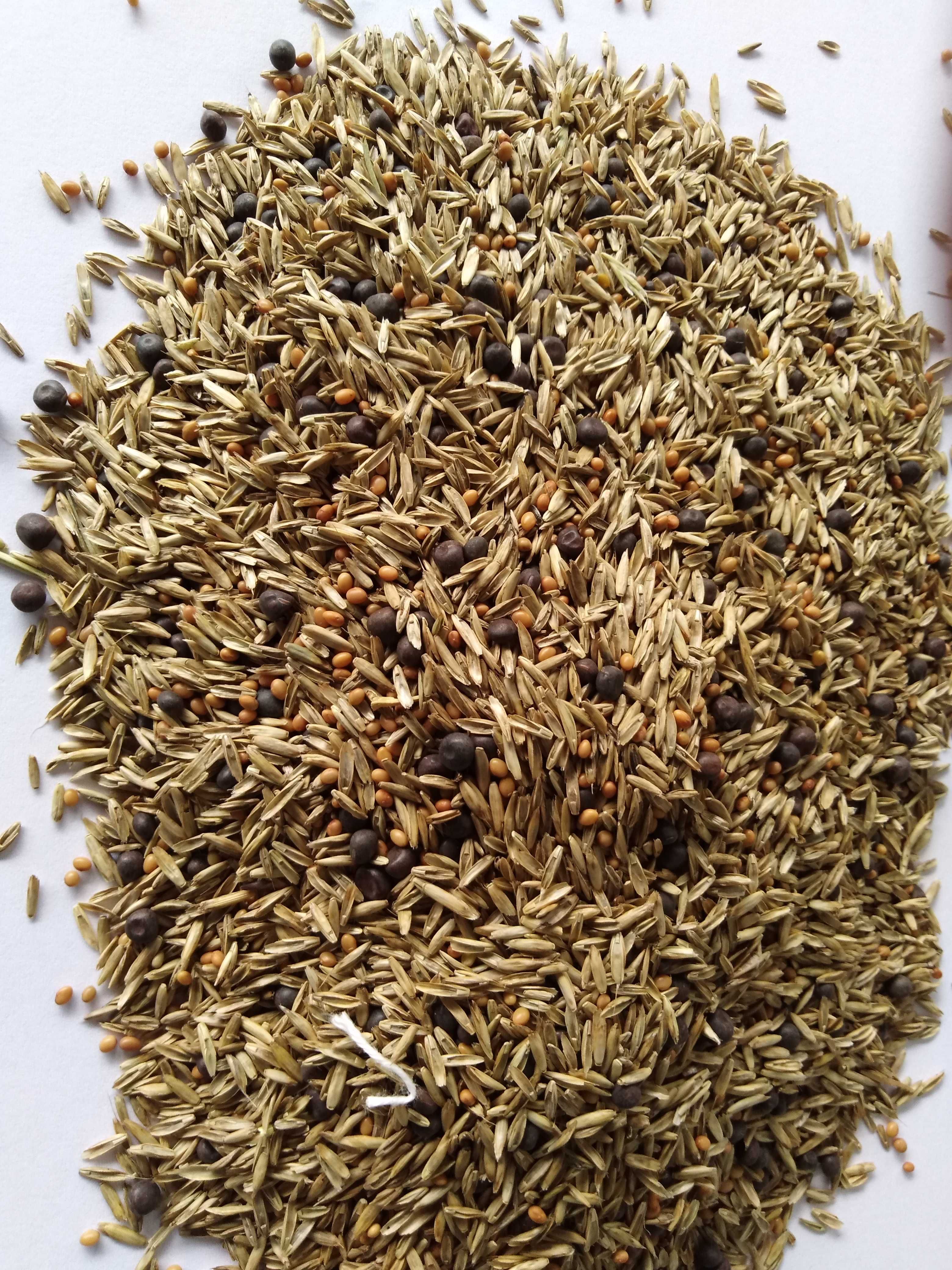 Mieszanka Gorzowska ilość 20 kg, nasiona traw, koniczyna, wyka, życica