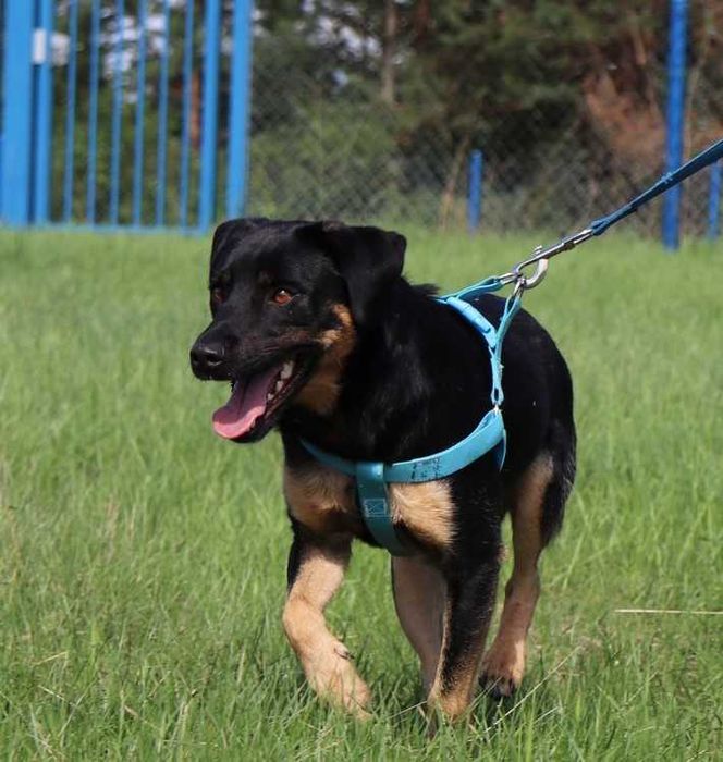 Kokos szuka domu