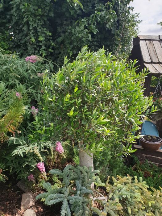 Oliwka europejska duży okaz