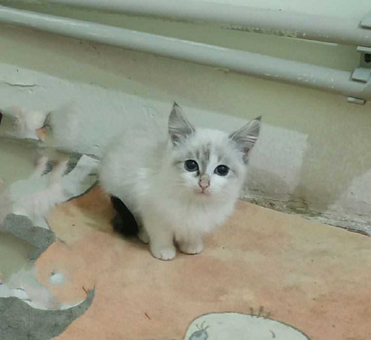 Котенок 2 месяца