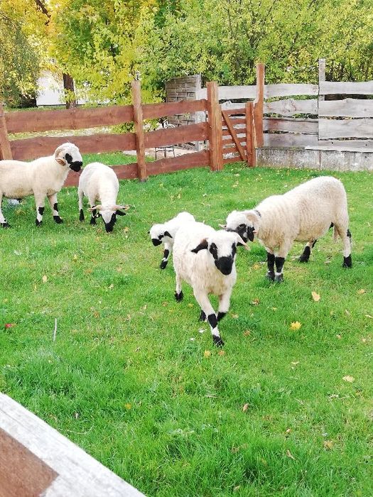 Owce i barany waryzejskie – zdrowe, zadbane, w różnym wieku