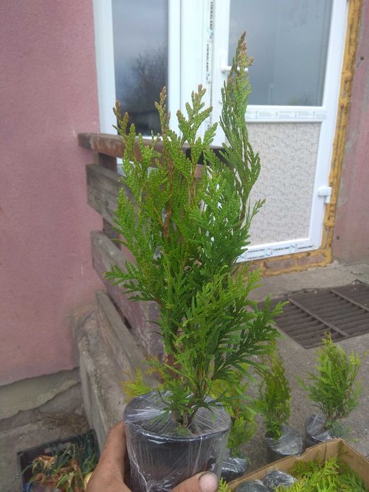 Туї, ялинки хвойні рослини