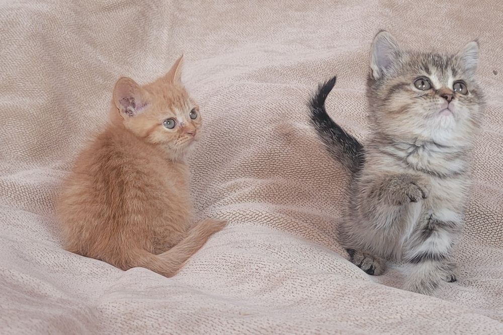 Котята шотландские