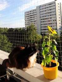 siatki balkonowe przeciwko wypadaniu kotów i przeciwko gołębiom