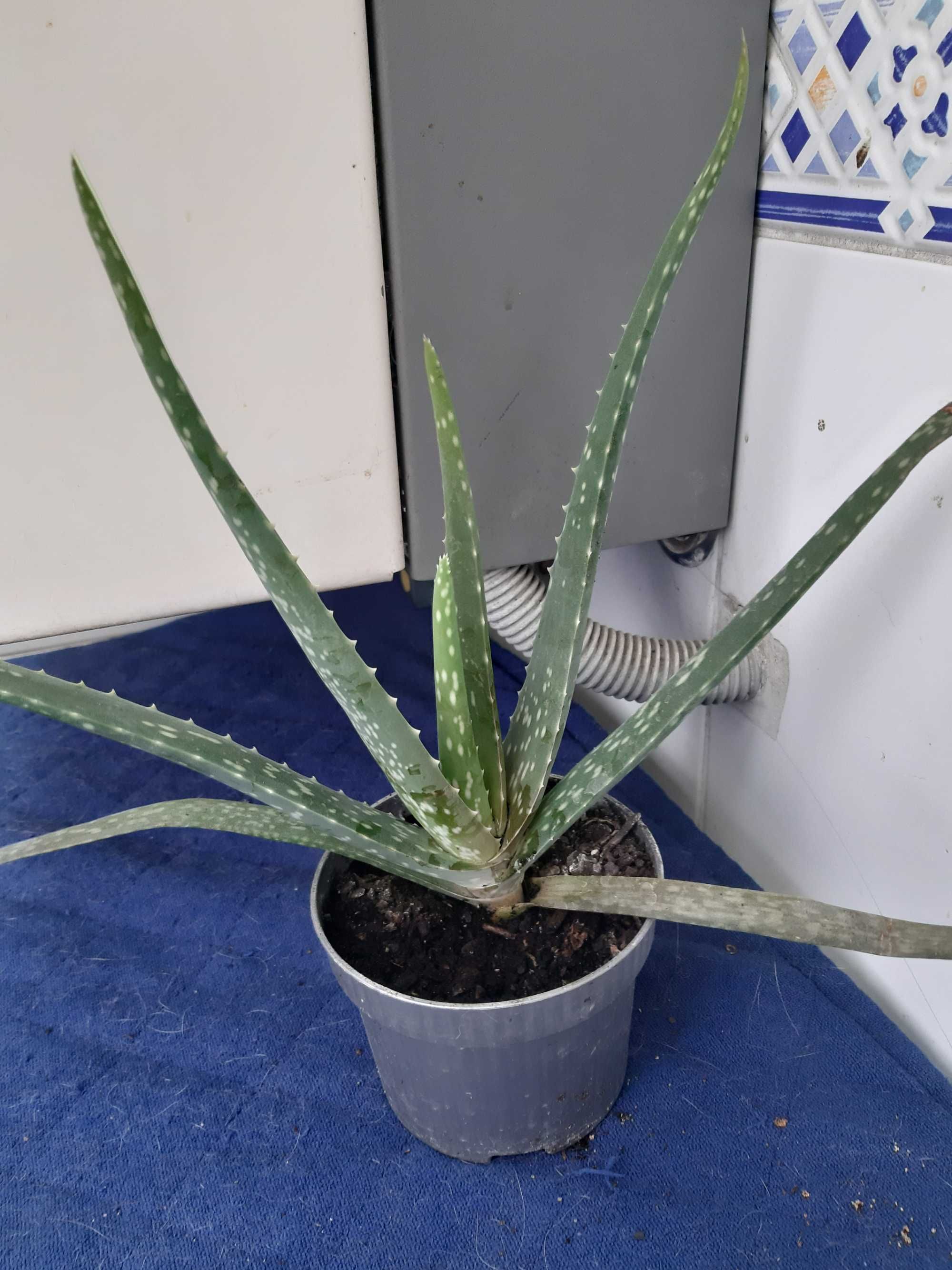 Plantas em vaso para venda