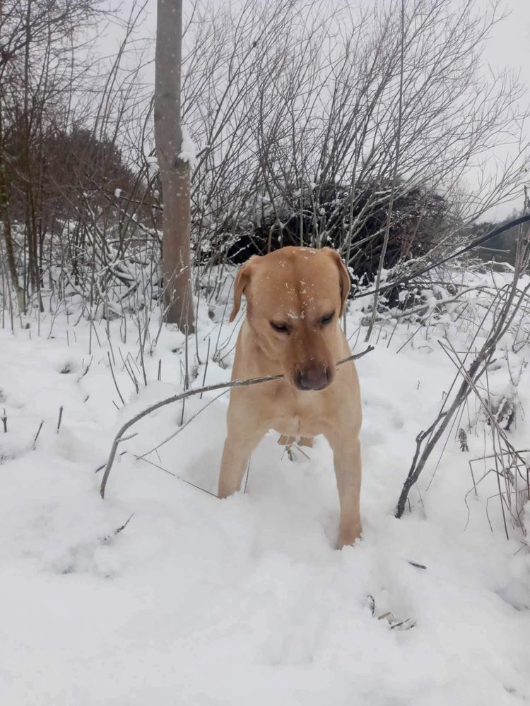 Radosny Labrador Szukający Kochającego Domu