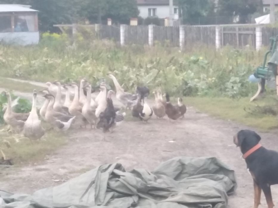 Kaczki, gęsi, indyki