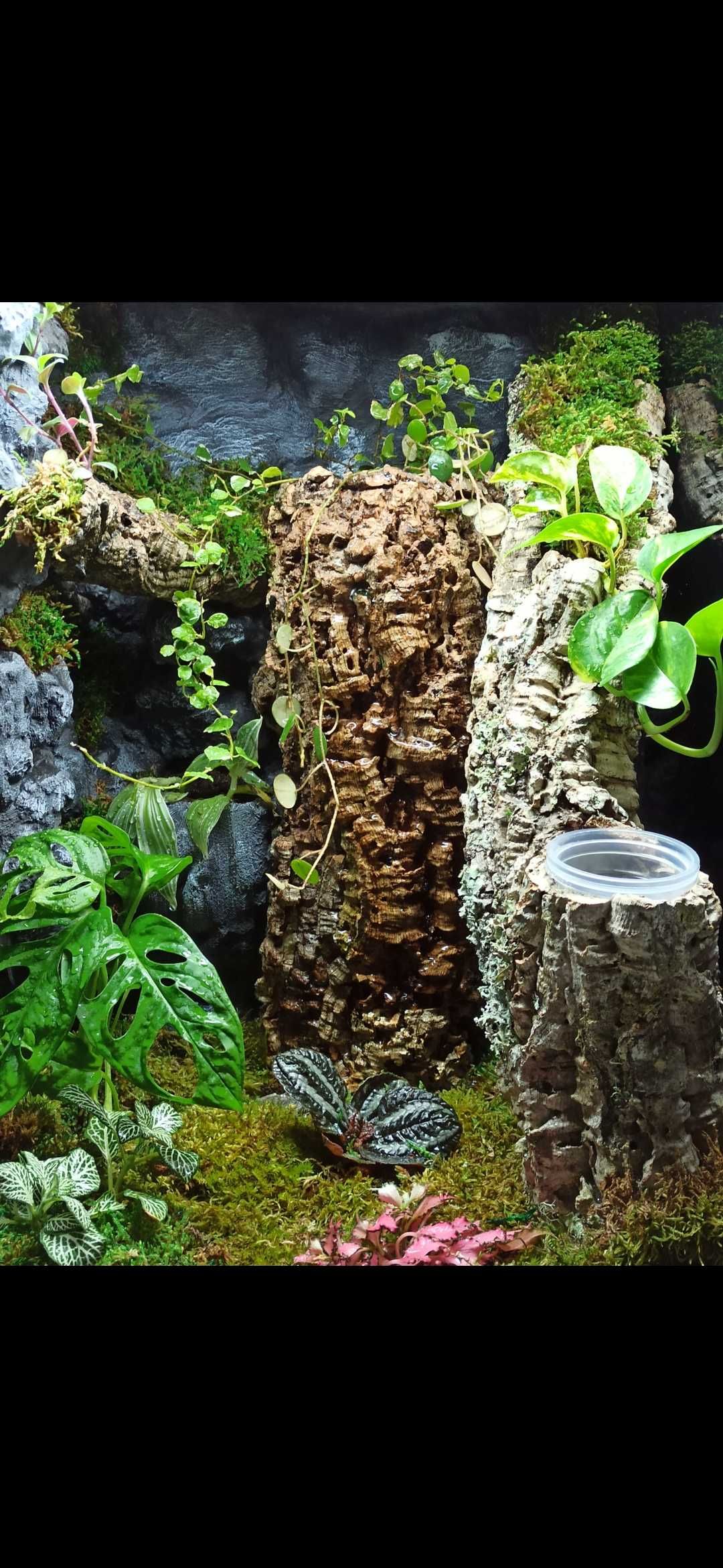 Terrarium bioaktywne dla gekona rzęsionego 40x40x60 ( Exotic Leszno)