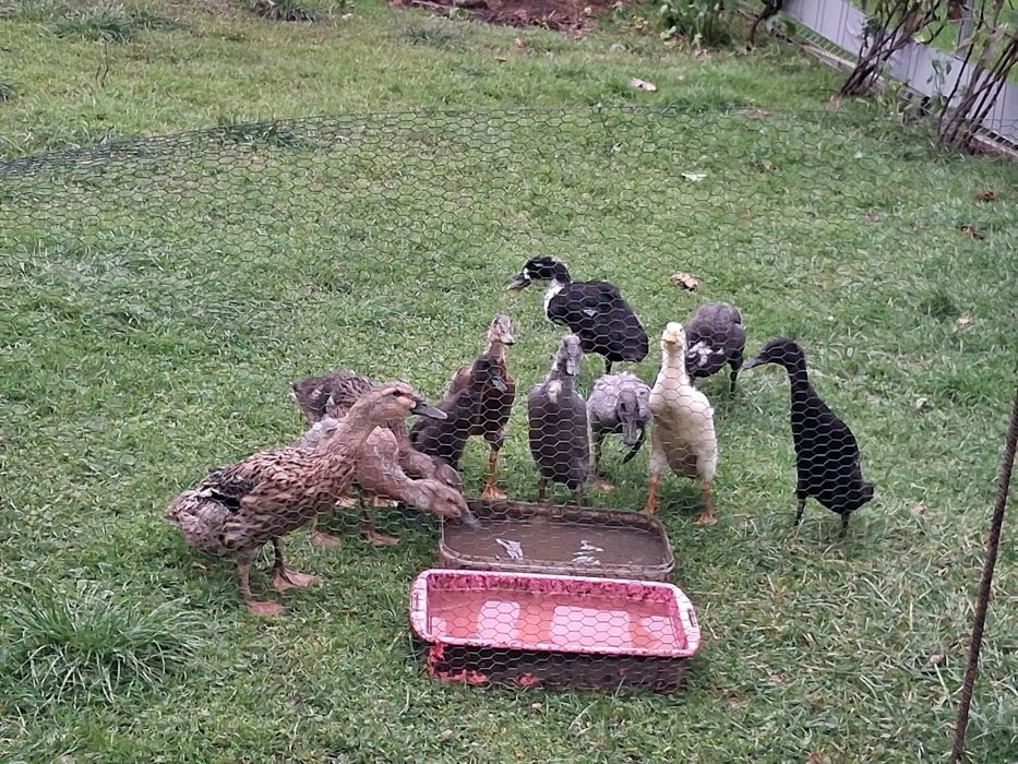 Kaczki biegusy indyjskie