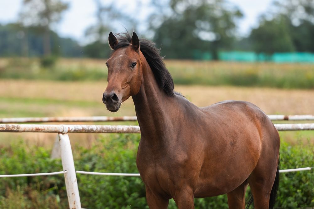 Klaczy hodowlana rasy Zangersheide źrebna