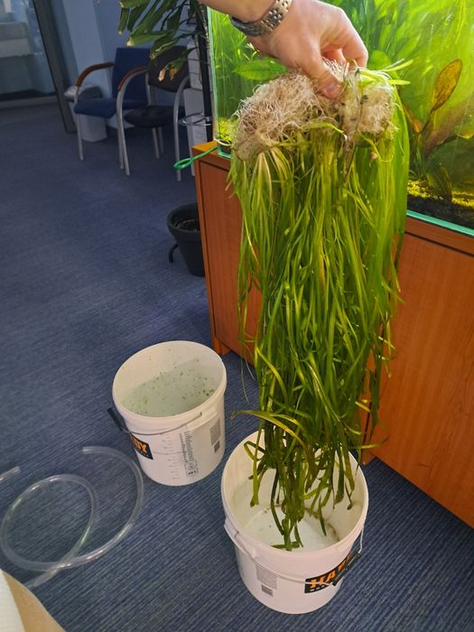 Nurzaniec, valisneria