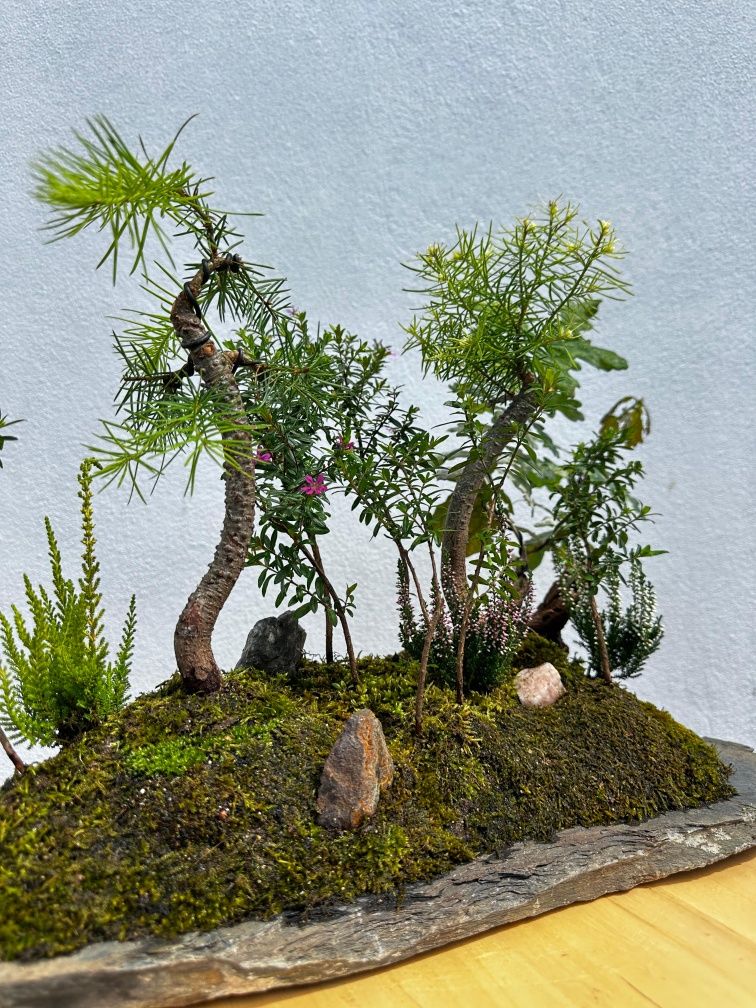 Florestas Bonsai