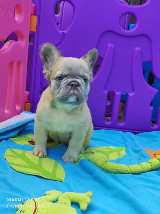 Дівчинка Флаффі пушиста.