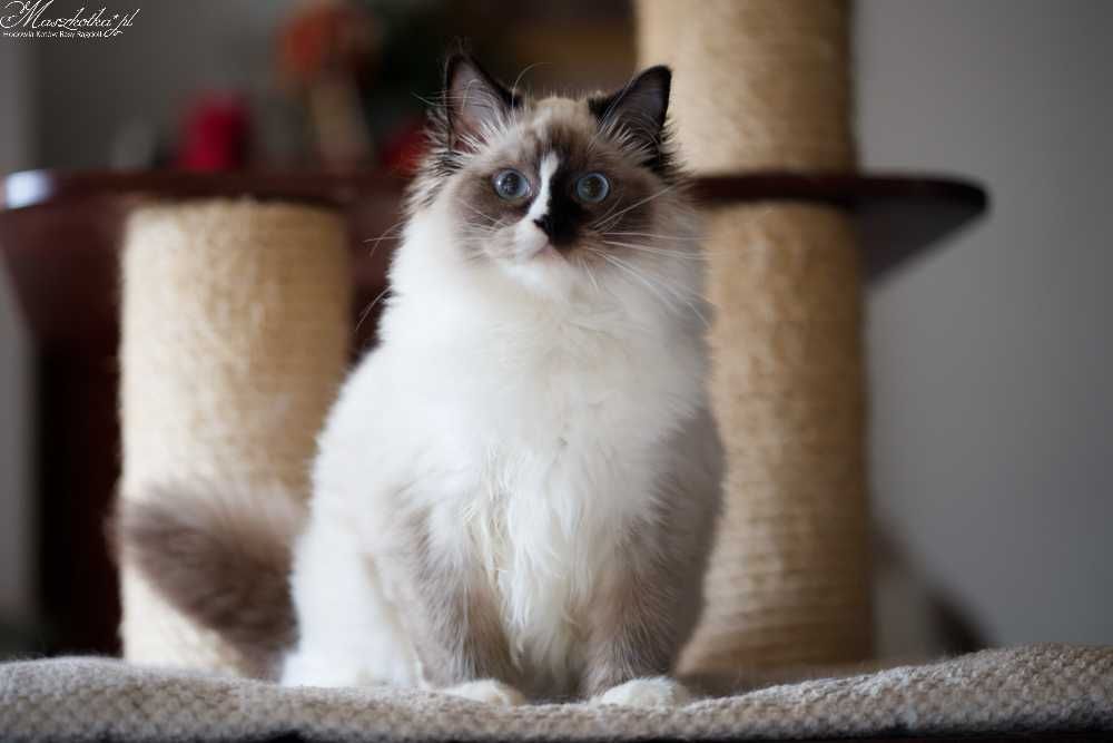 Ragdoll, przepiękna koteczka seal mitted z prawdziwym rodowodem FPL