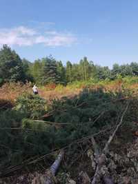 Profesjonalna wycinka drzew i czyszczenie działek oraz sadów