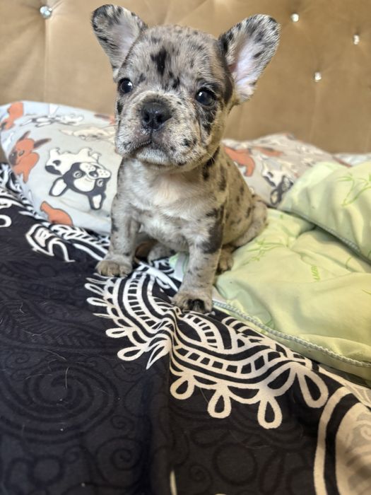 Девечки и мальчики