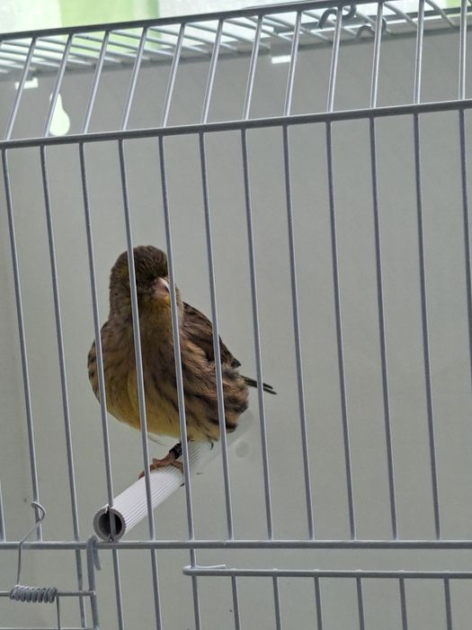 Canários Fife Fancy