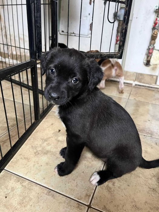 Szczeniaczek suczka szuka domu