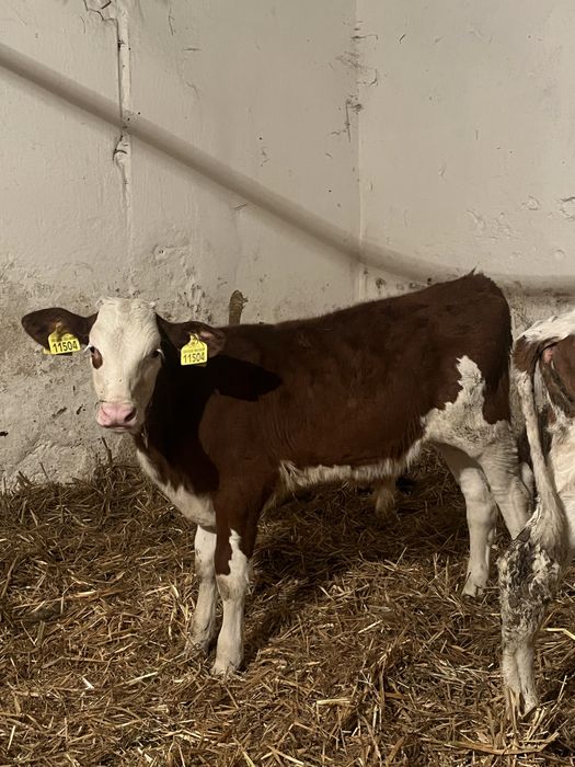 Cielaki byczki mięsne 3–4 miesiące – żarłaki, bez mleka!