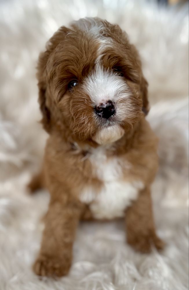 Cavapoo F1 chłopak