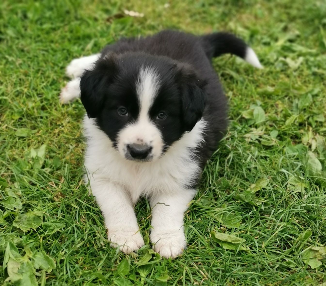 Border collie- suczka gotowa do zmiany domu