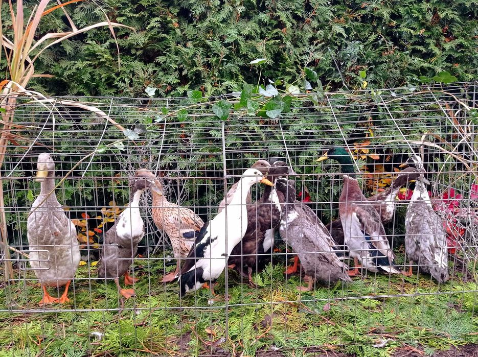 Biegus indyjski, biegusy, kaczki ozdobne, pary