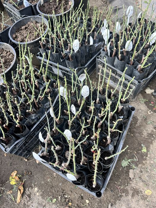 Саженцы роз, опт/розница, более 210 сортов