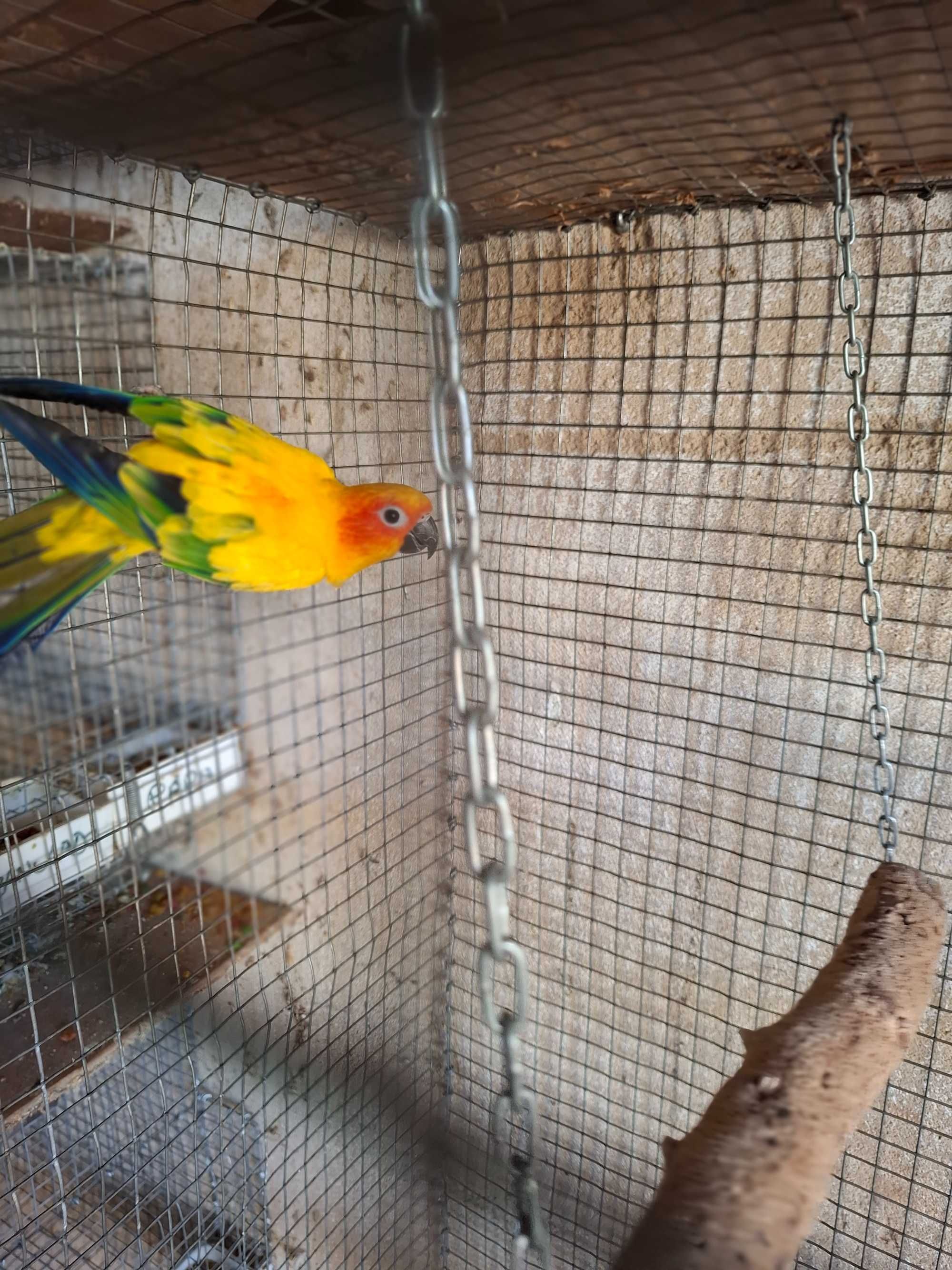Aratinga sol femea