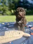 Samiec Lagotto Romagnolo Bruno ZKwP/ FCI