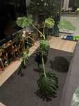 Monstera duża z doniczka