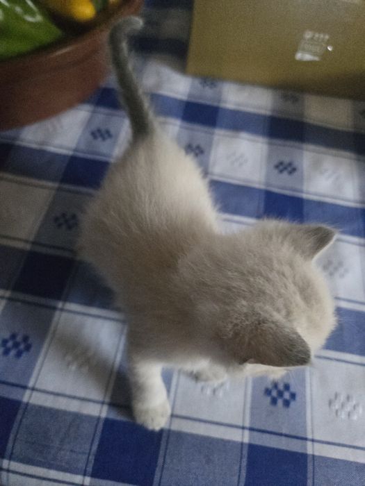 Gatos para dar ideal para crianças