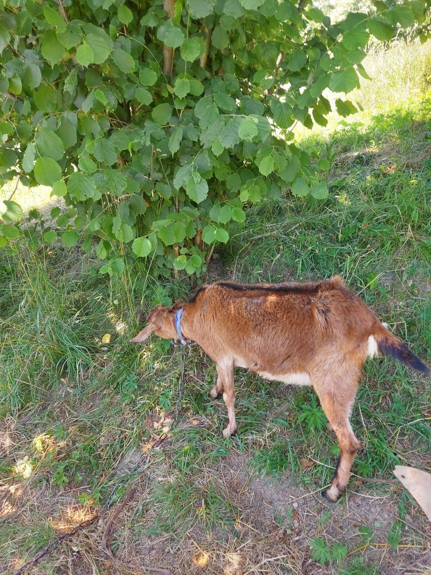 Koza anglonubujska