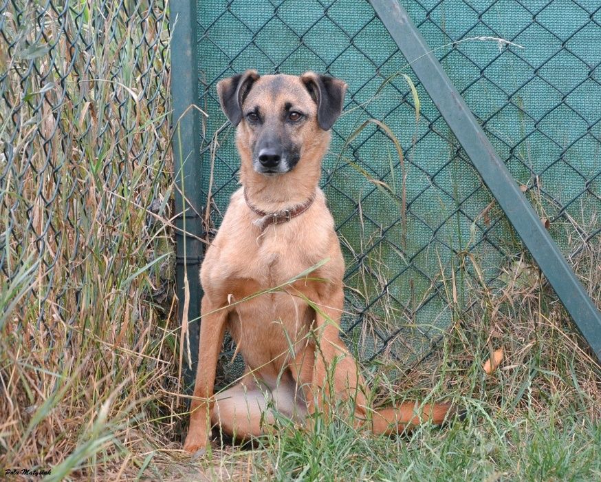 Średniej wielkości, 5-letni Alvis szuka domu!