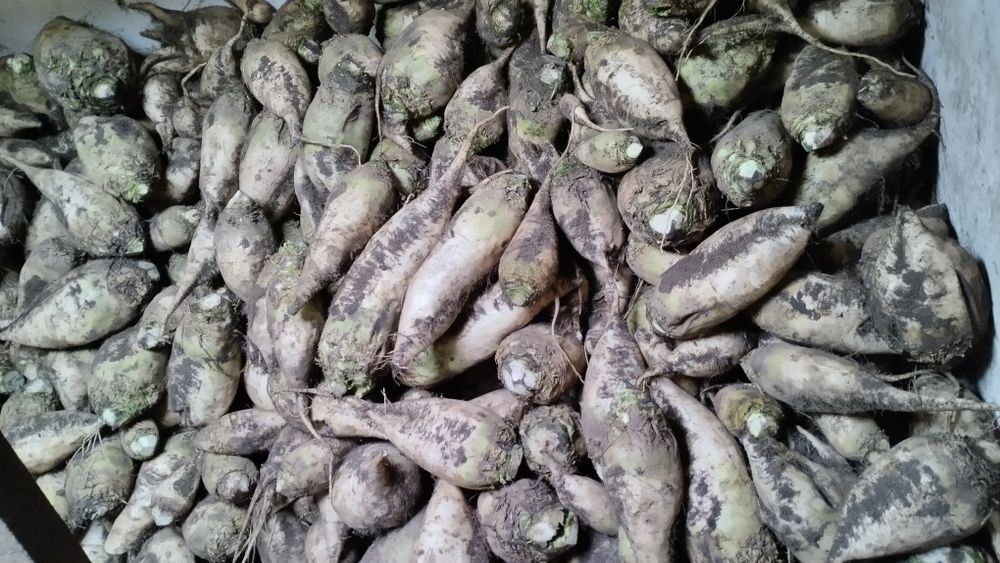 Продам кормовый буряк