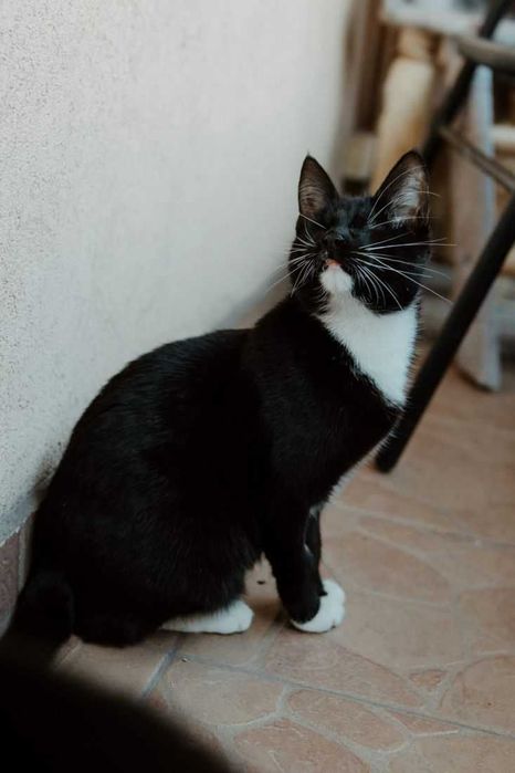 Niewidomy BERGMON szuka domu adopcja adoptuj kot czarnobiały