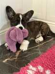 Welsh Corgi Cardigan- OLEPOLOS,piekny, pregowany pies FCI