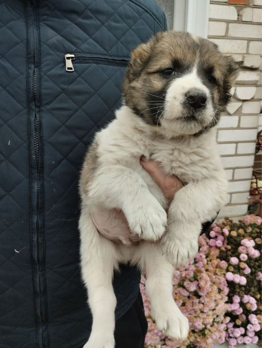 Продам щенят Алабая